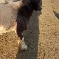 بره قوچی|حیوانات مزرعه|مرودشت, ژیان|دیوار