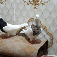 کبوتر توقی|پرنده|اهواز, شهرک نفت|دیوار