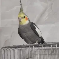 عروس هلندی یکجا