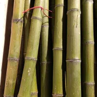 نی خیزران و لوله بامبو|خدمات باغبانی و درختکاری|فومن, |دیوار