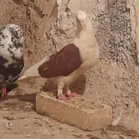 کبوتر ماده