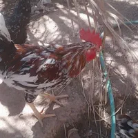 خروس فروشی