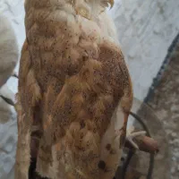 مجسمه جغد|مجسمه، تندیس، ماکت|چاف و چمخاله, |دیوار