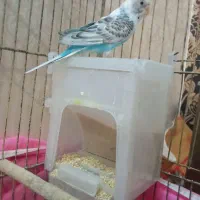 یه جفت مرغ عشق نر و ماده