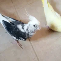 یک جفت عروس هلندی مولد|پرنده|خورموج, |دیوار