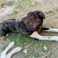 گمشده محدوده فرخان کهنه *مژدگانی ۳۰ میلیونی*|حیوانات|قوچان, |دیوار