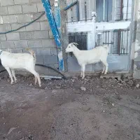 بزغاله عتیقه