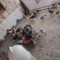 جوجه