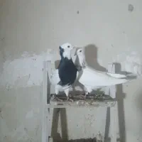 جفت طوقی در رامهرمز