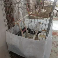 دو عدد عروس هلندی بهمراه قفس