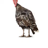 ۹عددبوقلمون ماده