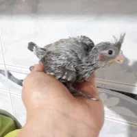 طوطی عروس هلندی جوجه و برزیلی|پرنده|پردیس, فاز ۴|دیوار