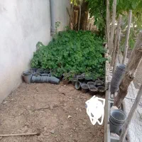 انگور سردسیر