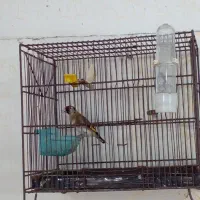 سهره نر خلخال دو ساله قفس