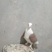 دوکت سرخ گلالی|پرنده|برازجان, |دیوار