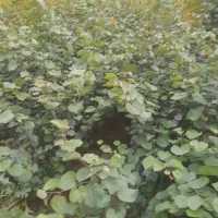 انواع نهال اوکالیپتوس و..|گل و گیاه طبیعی|قرق, |دیوار