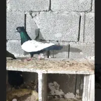 سینه سیاه ماده