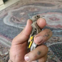 سهره|پرنده|کهریزک, |دیوار