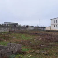 زمین شهری سند تک برگ سردار جنگل