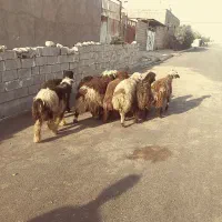 بره بز بیگ میش|حیوانات مزرعه|دزفول, |دیوار