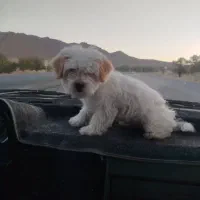 سگ ماده شیتزو کراس ۵ ماهه بسیار تمیز بدون سر صدا