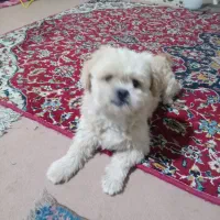 شیتزو یکساله نر
