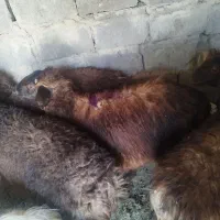 فروش گوسفند