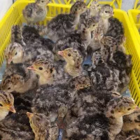 جوجه بوقلمون برنز انگلیسی
