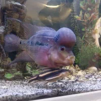 ماهی فلاورهورن سایز۲۰سانت