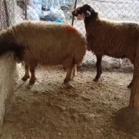 دو عدد گوسفند سرحال سالم