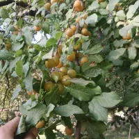 برای فروش کیلوی ۶۰