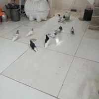 کفتر بهبونی وشهری|پرنده|شیراز, کیان آباد|دیوار