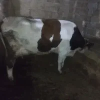 یک عددگاو سبمینتال شش دندان باگوساله قرمزنر|حیوانات مزرعه|هشترود, |دیوار