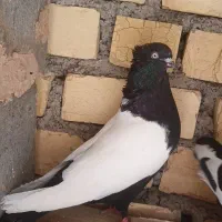 سینه سیاه