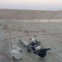 کبوتر