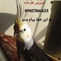 عروس هلندی پرنده گمشده