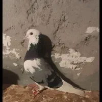 کبوتر