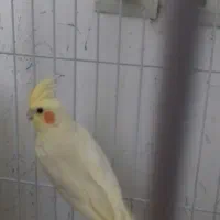 آلبینو و لوتینو بالغ کارداده|پرنده|شیراز, شهرک گلستان|دیوار