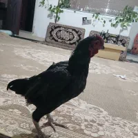 فروش 3خروس|حیوانات مزرعه|کرانی, |دیوار