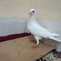کبوتر سفید سیستان