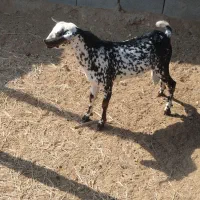 نریچی نقشی در تازیان