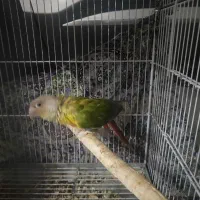 معاوضه طوطی گرینویچ باعروس هلندی