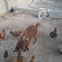 یک بز دارم ۱۰ میلیون نر هست|حیوانات مزرعه|صباشهر, |دیوار