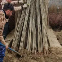 صنوبر پُررشد مناسب کاشت عمده و تکدرخت