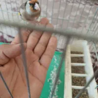 سهره سرسیاه مست مست دهن زن رام