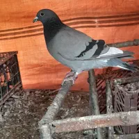 معاوضه پلاکی نر