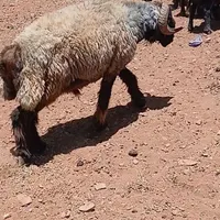 قوچ بختیاری اصیل|حیوانات مزرعه|داران, |دیوار