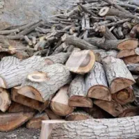 خرید فروش چوب هرس انواع درخت و زدن درخت