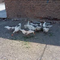 غاز|حیوانات مزرعه|بیرانوند, |دیوار