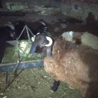 بره ،بزغاله|حیوانات مزرعه|مبارکه, |دیوار